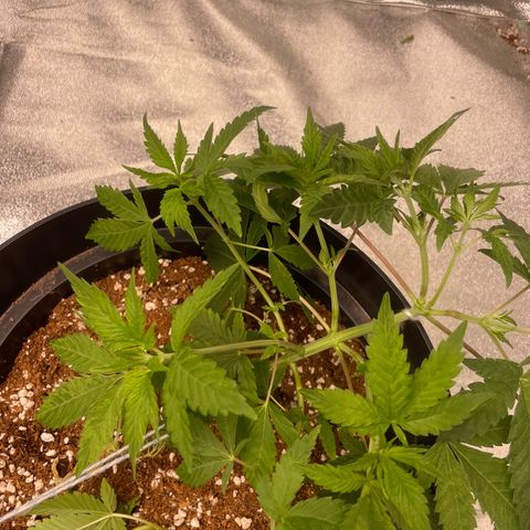 Rs11 and biscotti growlog timeline photo