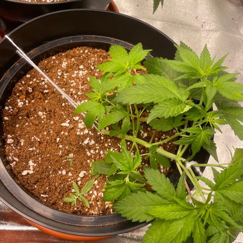 Rs11 and biscotti growlog timeline photo