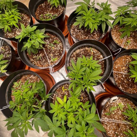Rs11 and biscotti growlog timeline photo