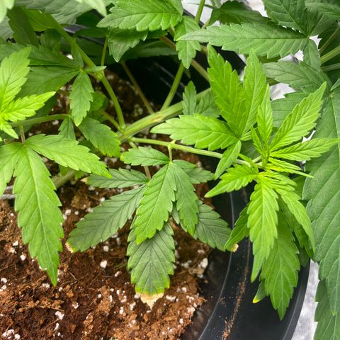 Rs11 and biscotti growlog timeline photo