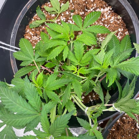 Rs11 and biscotti growlog timeline photo