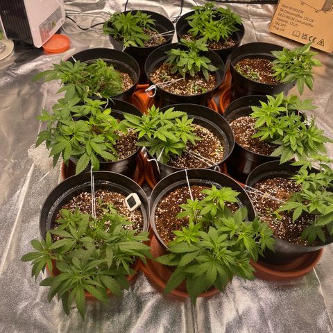 Rs11 and biscotti growlog timeline photo