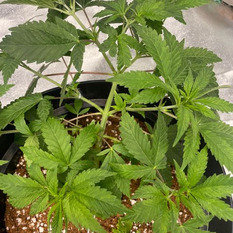 Rs11 and biscotti growlog timeline photo
