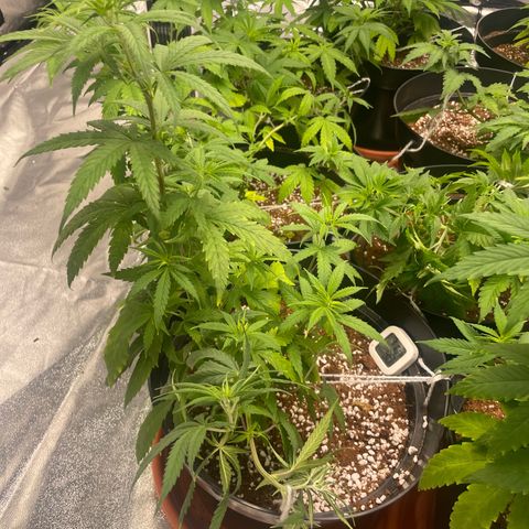 Rs11 and biscotti growlog timeline photo