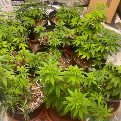Rs11 and biscotti growlog timeline photo