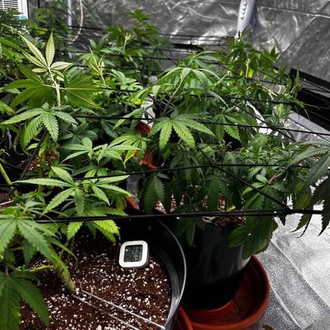 Rs11 and biscotti growlog photo: First day of trelis net/ scrog 