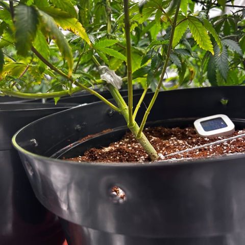 Rs11 and biscotti growlog photo: First day of trelis net/ scrog 