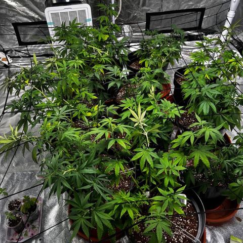 Rs11 and biscotti growlog photo: First day of trelis net/ scrog 