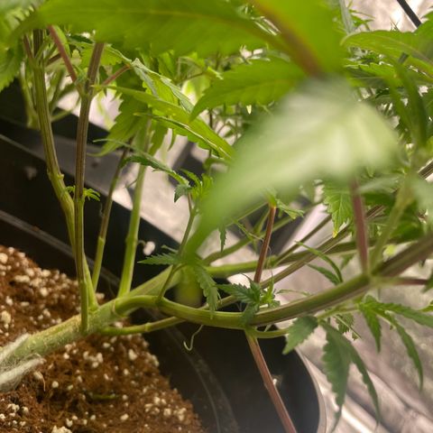 Rs11 and biscotti growlog timeline photo