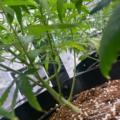 Rs11 and biscotti growlog timeline photo