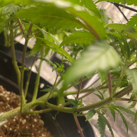 Rs11 and biscotti growlog timeline photo