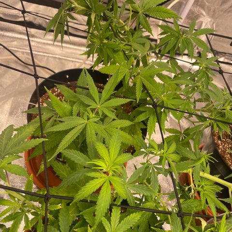 Rs11 and biscotti growlog timeline photo