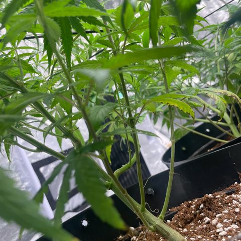 Rs11 and biscotti growlog timeline photo
