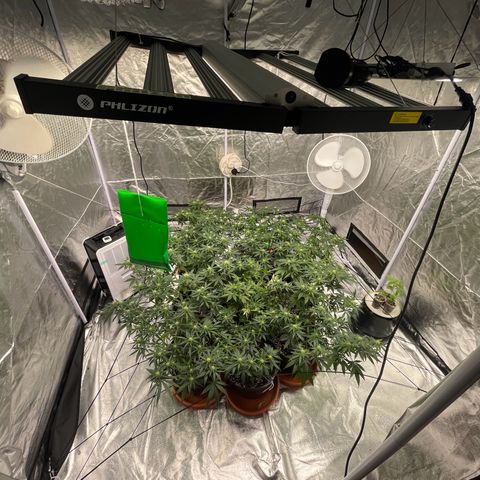 Rs11 and biscotti growlog timeline photo