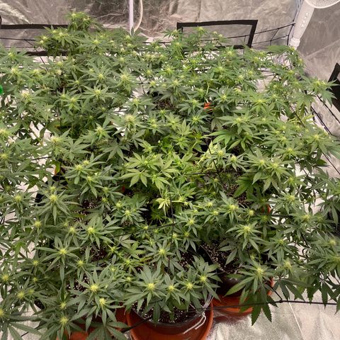 Rs11 and biscotti growlog timeline photo