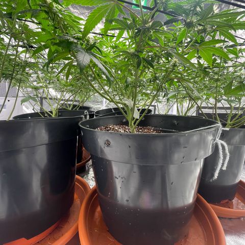 Rs11 and biscotti growlog timeline photo
