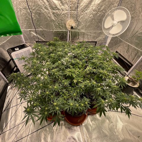 Rs11 and biscotti growlog timeline photo
