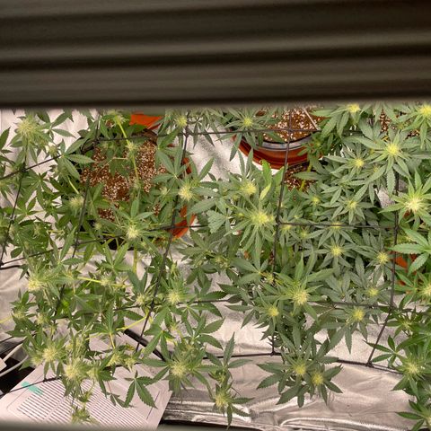 Rs11 and biscotti growlog timeline photo