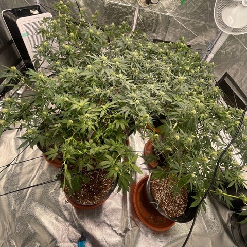 Rs11 and biscotti growlog timeline photo