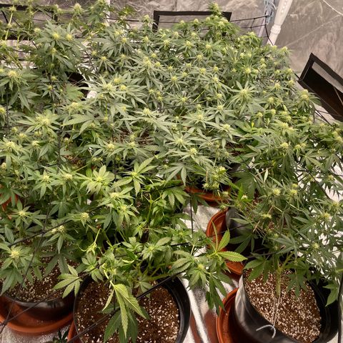 Rs11 and biscotti growlog timeline photo
