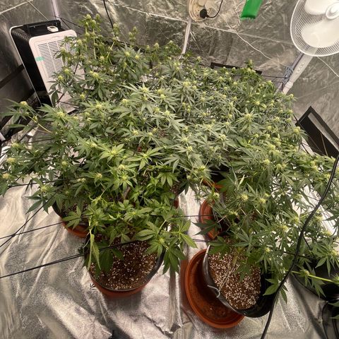 Rs11 and biscotti growlog timeline photo