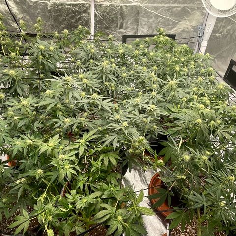 Rs11 and biscotti growlog timeline photo