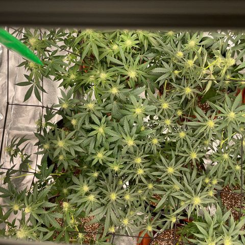 Rs11 and biscotti growlog timeline photo