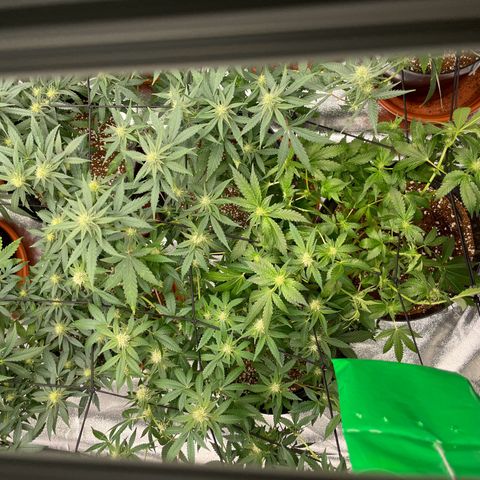 Rs11 and biscotti growlog timeline photo