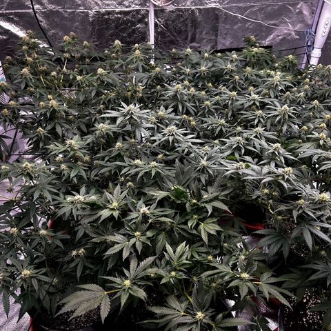 Rs11 and biscotti growlog timeline photo