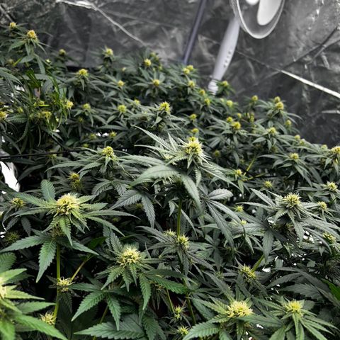 Rs11 and biscotti growlog timeline photo