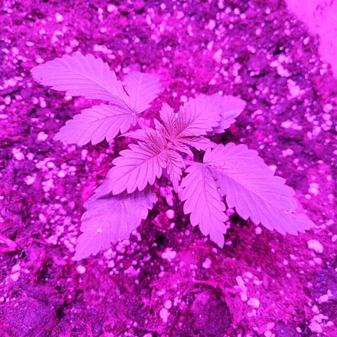 Red mandarine #1 growlog timeline photo