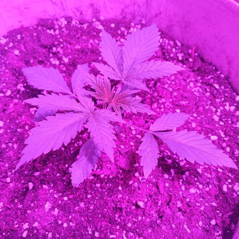 Red mandarine #4 growlog timeline photo