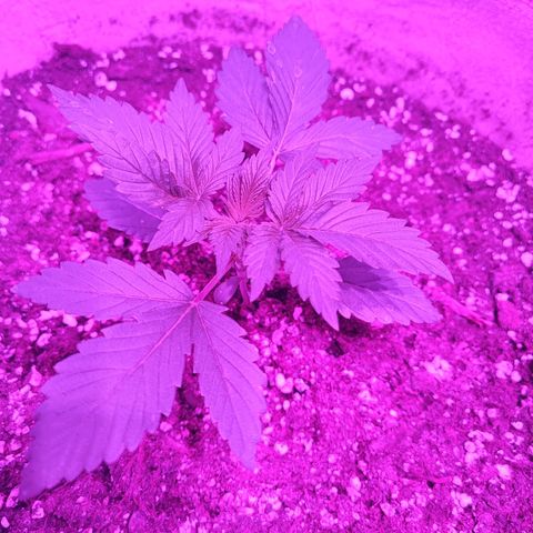 Red mandarine #2 growlog timeline photo