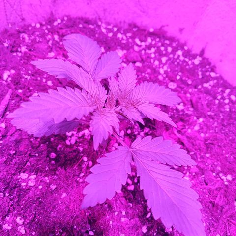 Red mandarine #3 growlog timeline photo