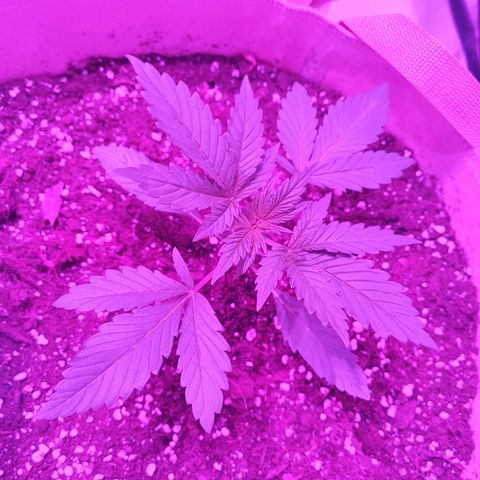 Red mandarine #1 growlog timeline photo
