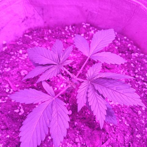 Red mandarine #4 growlog photo: Corte apical temprano