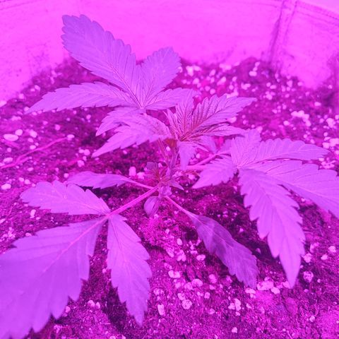 Red mandarine #2 growlog photo: Poda baja temprana