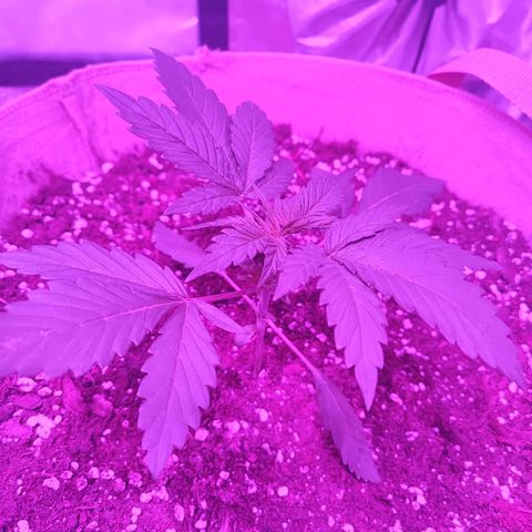 Red mandarine #2 growlog photo: Poda baja temprana