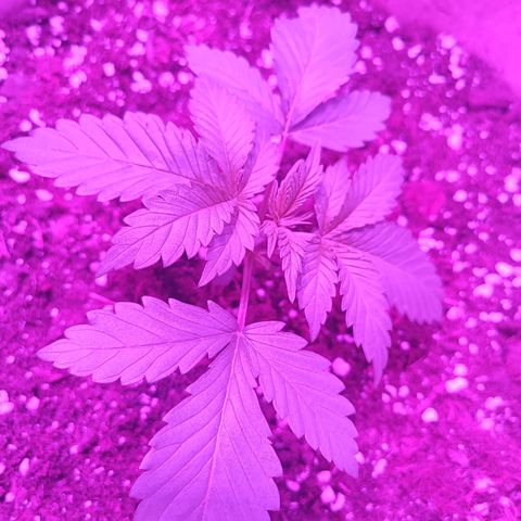 Red mandarine #1 growlog photo: Ninguna poda