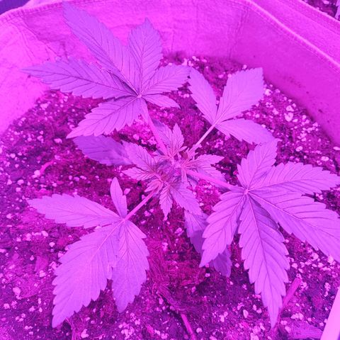Red mandarine #4 growlog timeline photo