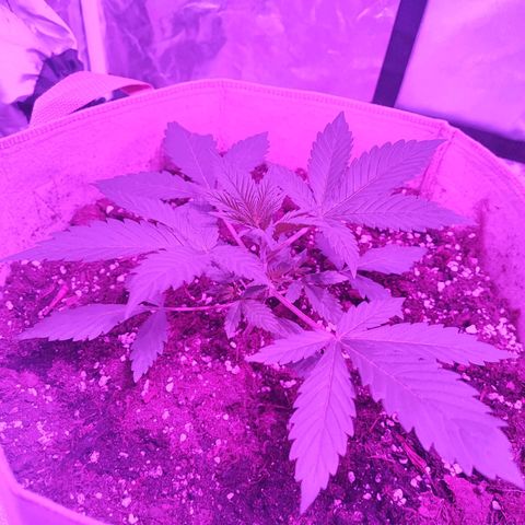 Red mandarine #2 growlog timeline photo