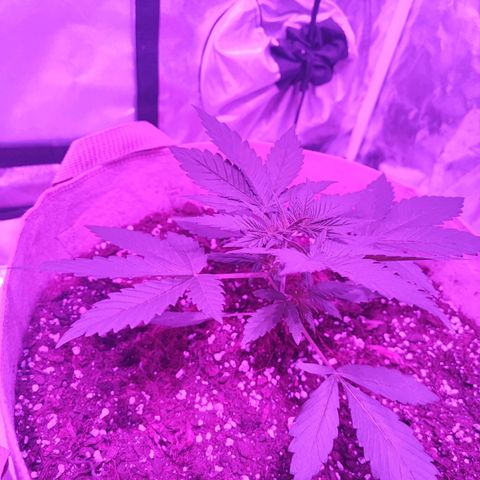Red mandarine #3 growlog timeline photo