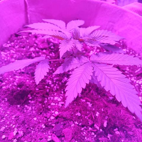 Red mandarine #1 growlog timeline photo