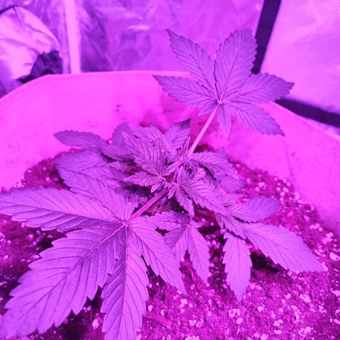 Red mandarine #4 growlog timeline photo