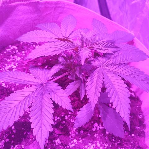 Red mandarine #1 growlog timeline photo