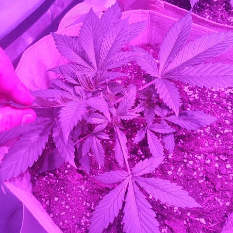 Red mandarine #3 growlog timeline photo