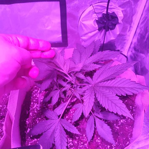 Red mandarine #2 growlog timeline photo