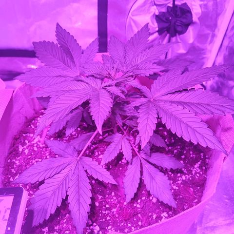 Red mandarine #2 growlog timeline photo