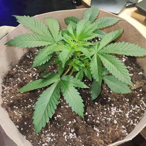 Red mandarine #1 growlog timeline photo