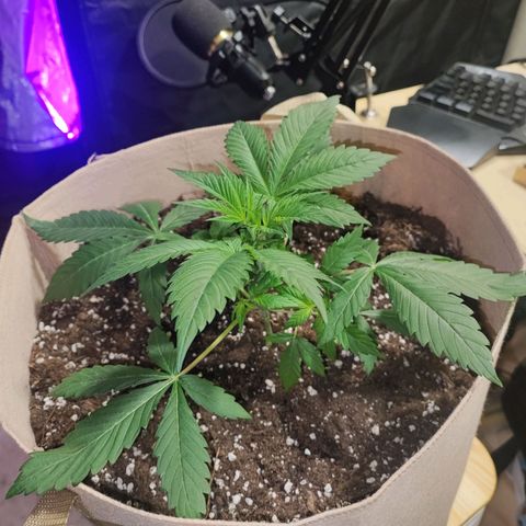 Red mandarine #3 growlog timeline photo
